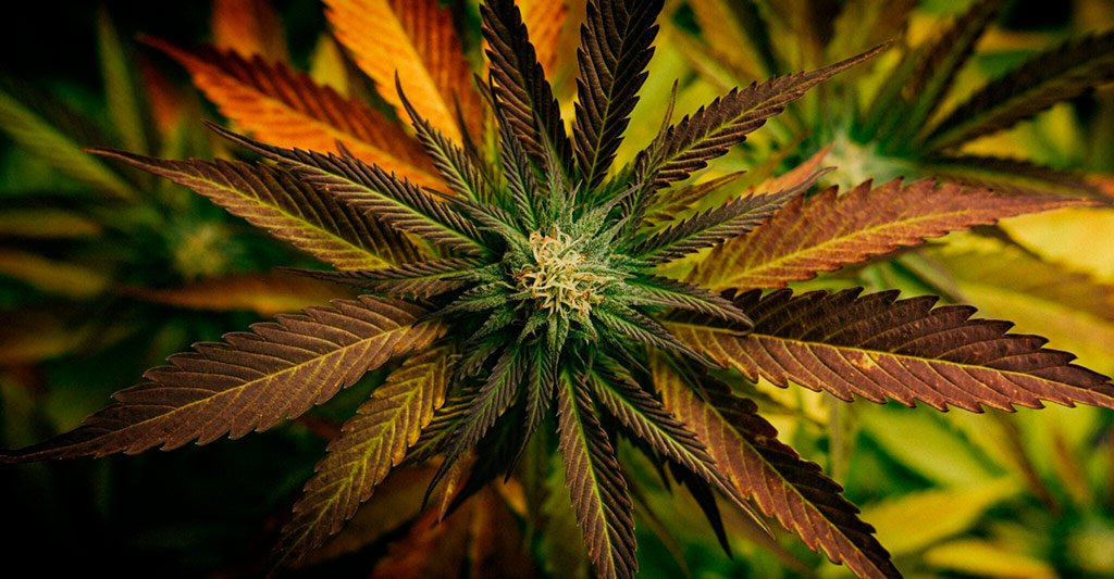 Cultivo de Marihuana