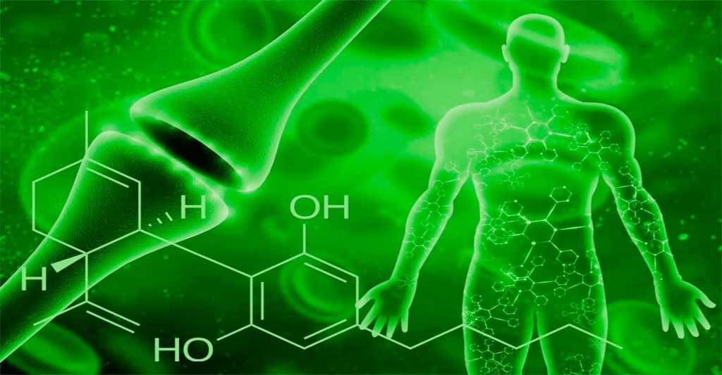 ¿Qué es el Sistema Endocannabinoide (SEC)?